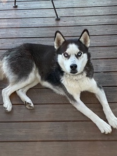 Siberian Husky – Rehoming our sweet puppy