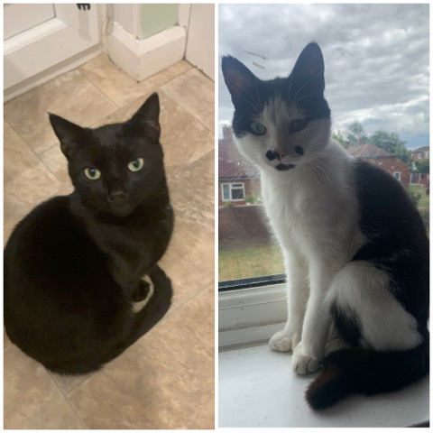 British Shorthair – 2 cats to rehome