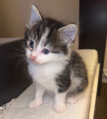 Russian White, Black and Tabby – black and white kitten
