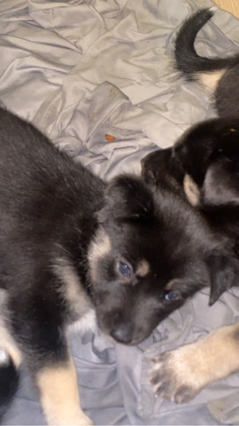 Siberian Husky – Australian Shepard/husky mix puppies