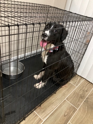 Border Collie – Border Collie