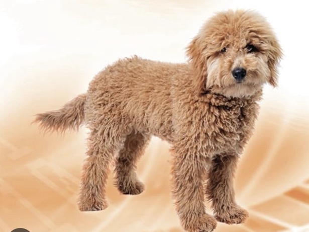 Poodle – looking for a new home for Louie – Cincinnati
