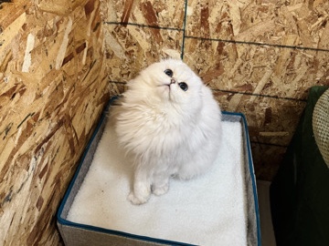 Scottish fold cat