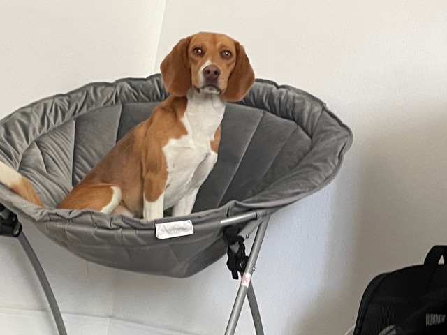Beagle – Two beagles(male)