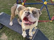 American Bulldog – Australian Bulldog
