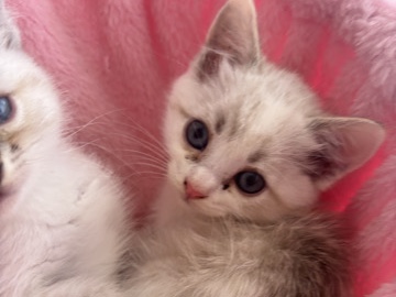 Ragdoll – ragdoll kitten for sale – Blackpool