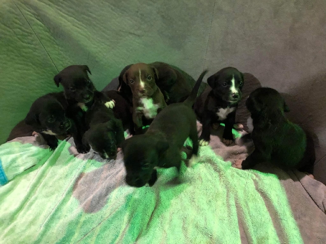 American Pit Bull Terrier – pitbull puppies♥️♥️