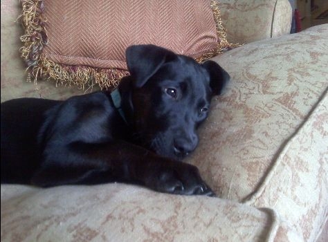 Rhodesian Ridgeback – selling a black puppy ridgeback