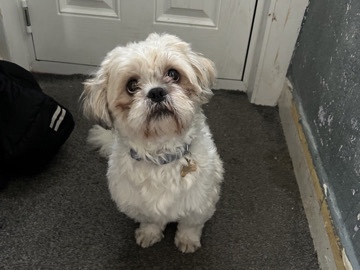 Shih Tzu – shih tzu – Blackpool