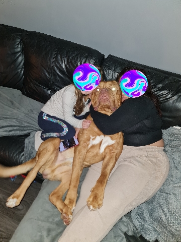 Dogue de Bordeaux – beautiful dougue de bordeaux