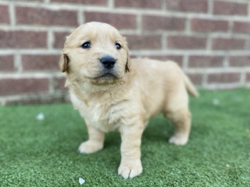 Golden Retriever – Golden retriever puppies – Marshville
