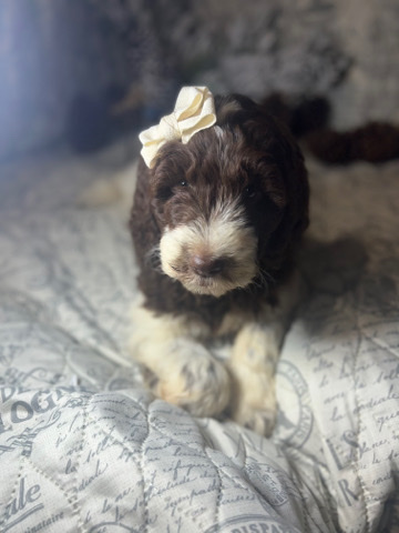 petshome%2Fadverts%2FqIvcQwqQws0tZWgVuXGS%2Fmain image
