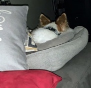 Papillon – he needs a good home