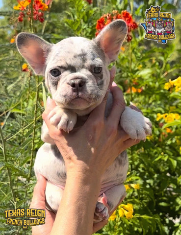French Bulldog – French Bulldog Male