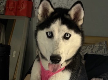 Siberian Husky – Nova The Husky – Rogers