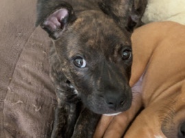 American Pit Bull Terrier – baby brendal pit pull – Macon