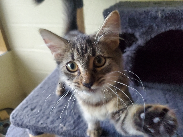 Bombay – Urgent rehoming kittens we can discuss more via text and yes they are love bugs