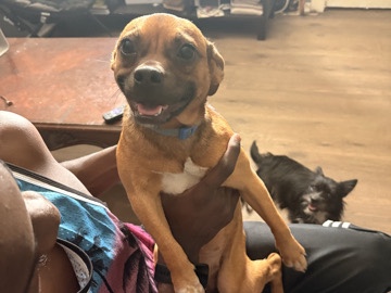 American Foxhound – Journey – Houston