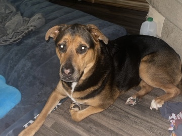 Mixed Breed – REPOSTING ASAP REHOMING – Tampa