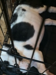 American Pit Bull Terrier – pit bull and Rottweiler mix