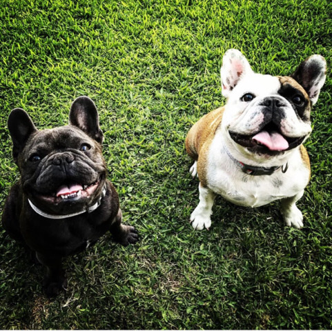 French Bulldog – Frenchie 8wk old