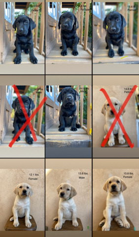 Labrador Retriever – Labrador Retriever Puppies