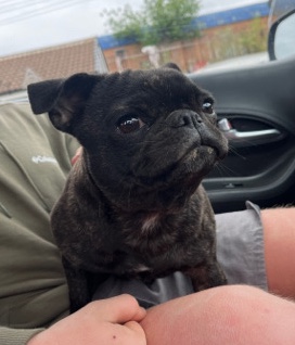 Pug – pug