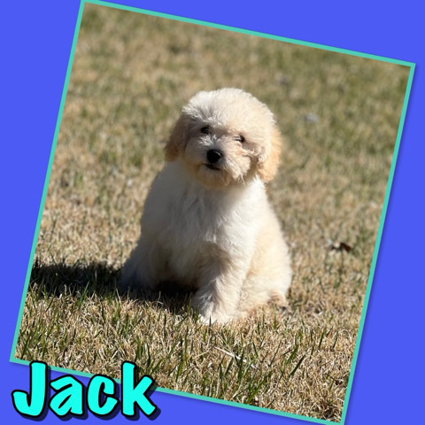 JACK the toy Cockapoo