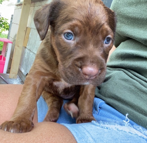 Labrador Retriever – for sale