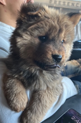 Chow Chow – chow chow puppies
