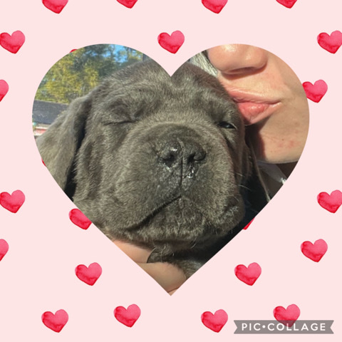 Cane Corso – Cane Corso Pup