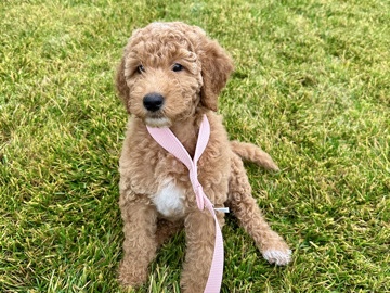 Bernese Mountain Dog - Female Puppy available for adoption in Woodburn