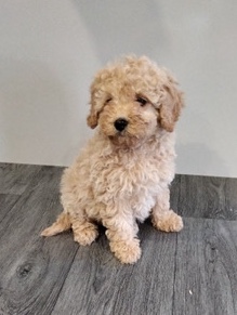 12 week cavapoo puppy waiting to be rehomed 🥰