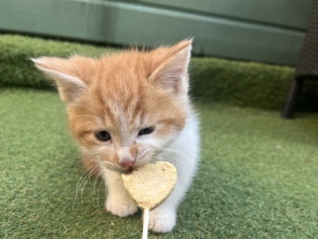 Maine Coon – Mainecoon cross – Southampton