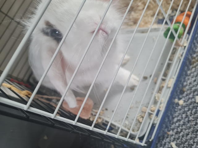 Lionhead – 10 month lion lop bunny