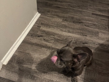 French Bulldog – French bulldog – Irving