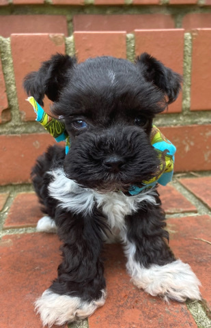 Miniature Schnauzer – miniature schnauzer