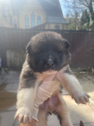 Akita – Akita pups