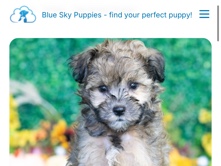 Havanese Female Puppy