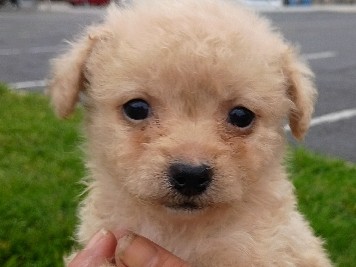 Yorkshire Terrier – Yorkchon Ppuppies – Louisville