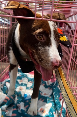 Catahoula Cur – Catahoula Mix Puppy