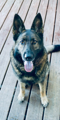 German Shepherd – needs a home
