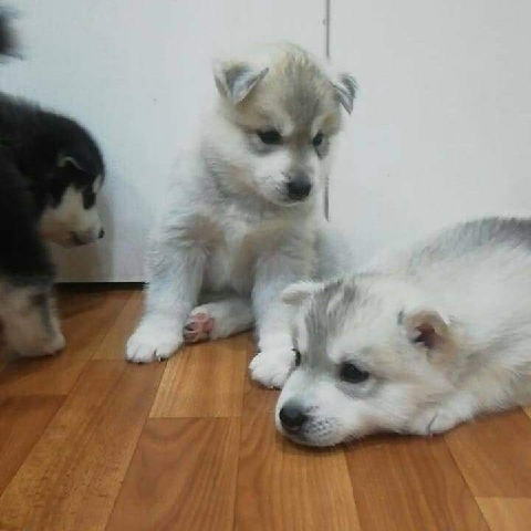 Siberian Husky – siberian husky puppies for adoption