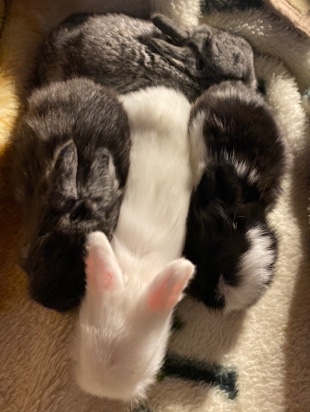 Dwarf Hotot – Bunnies for sale