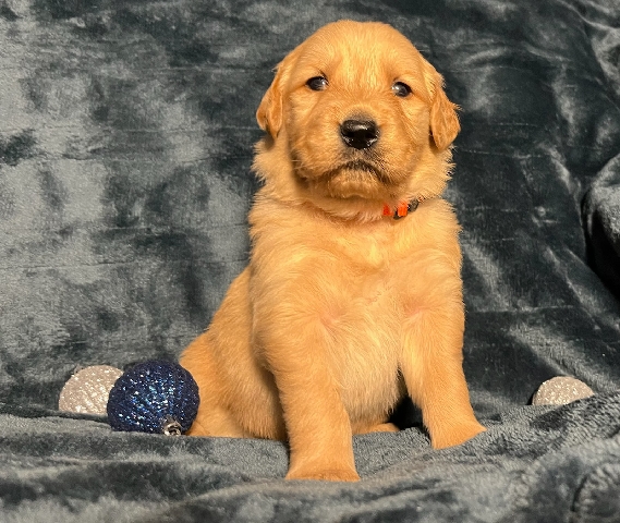 Golden Retriever – AKC golden retriever puppies