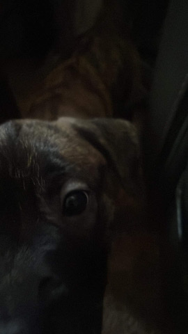 Cane Corso – cane corso puppies with paper work