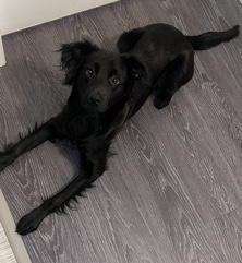 German Shepherd - SHEPRADOR available for adoption in Edgewood