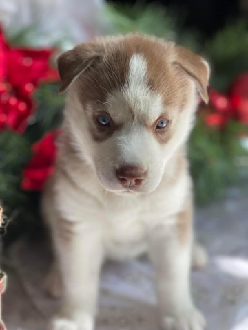 Siberian Husky – Siberian Husky