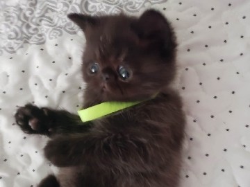 Exotic Shorthair – male exotic Kitten – New Castle