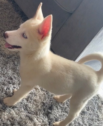 Siberian Husky – Rare Siberian Husky Available